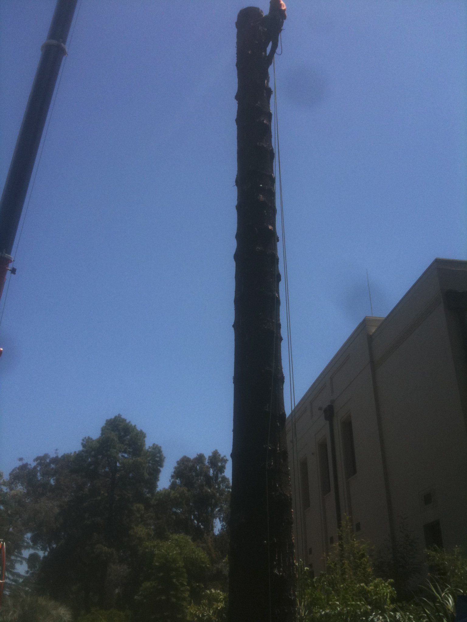 Tree Lifting - JFK Mobile crane hire and rigging Melbourne