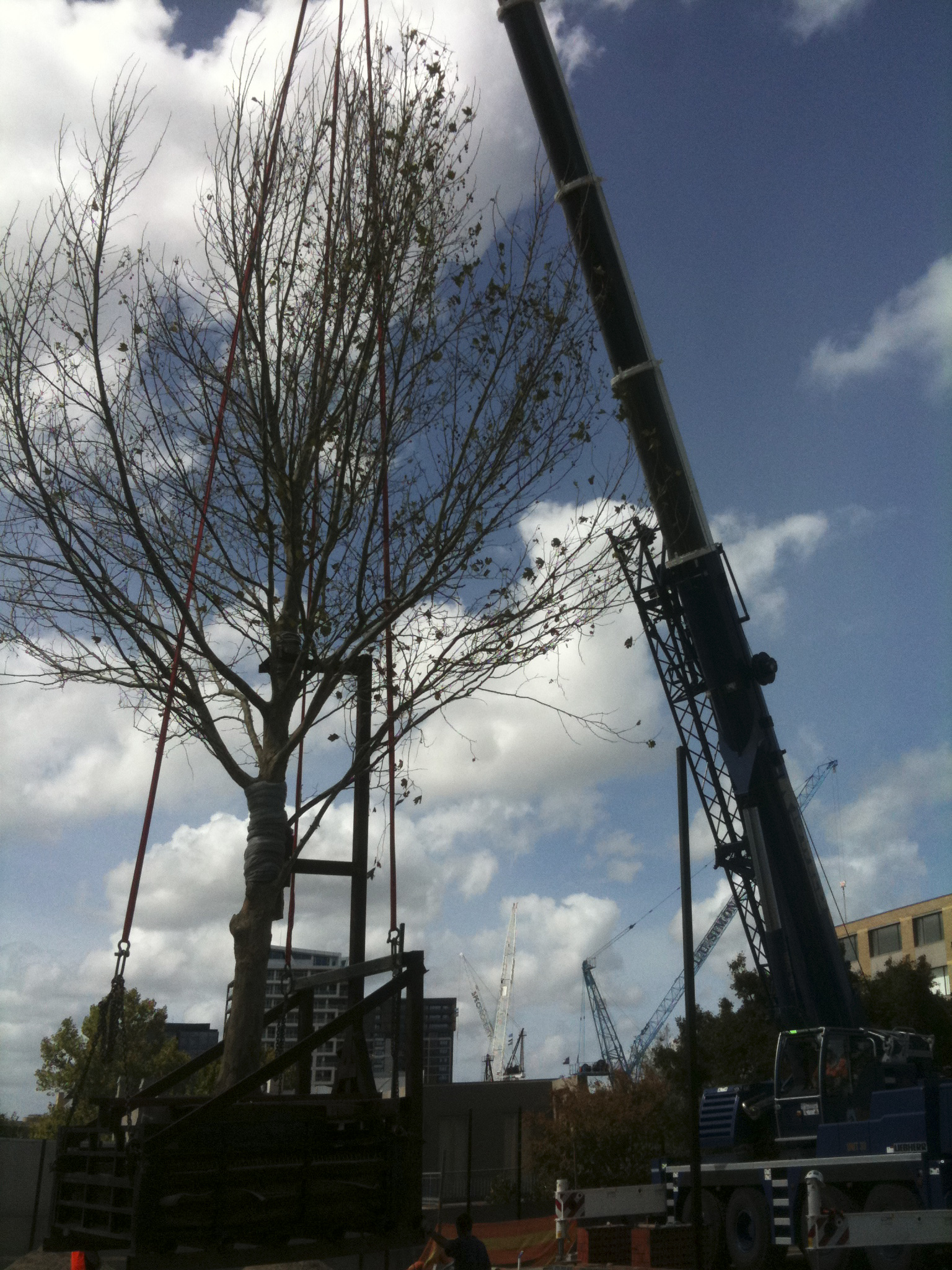 Tree lifting - JFK Mobile crane hire and rigging Melbourne